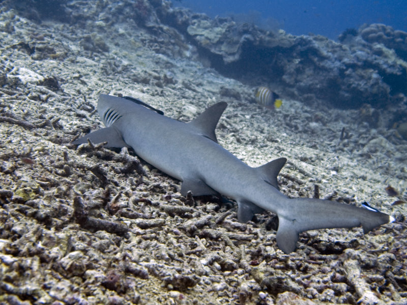 Whitetip Reef Shark, Turtle Patch